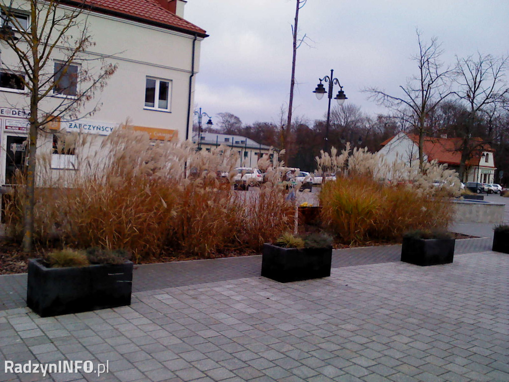 Zeschnięte trawy na Rynku