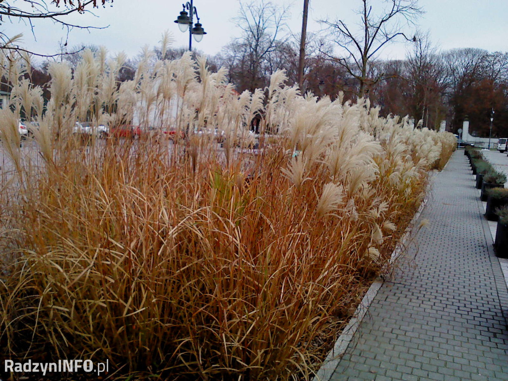 Zeschnięte trawy na Rynku