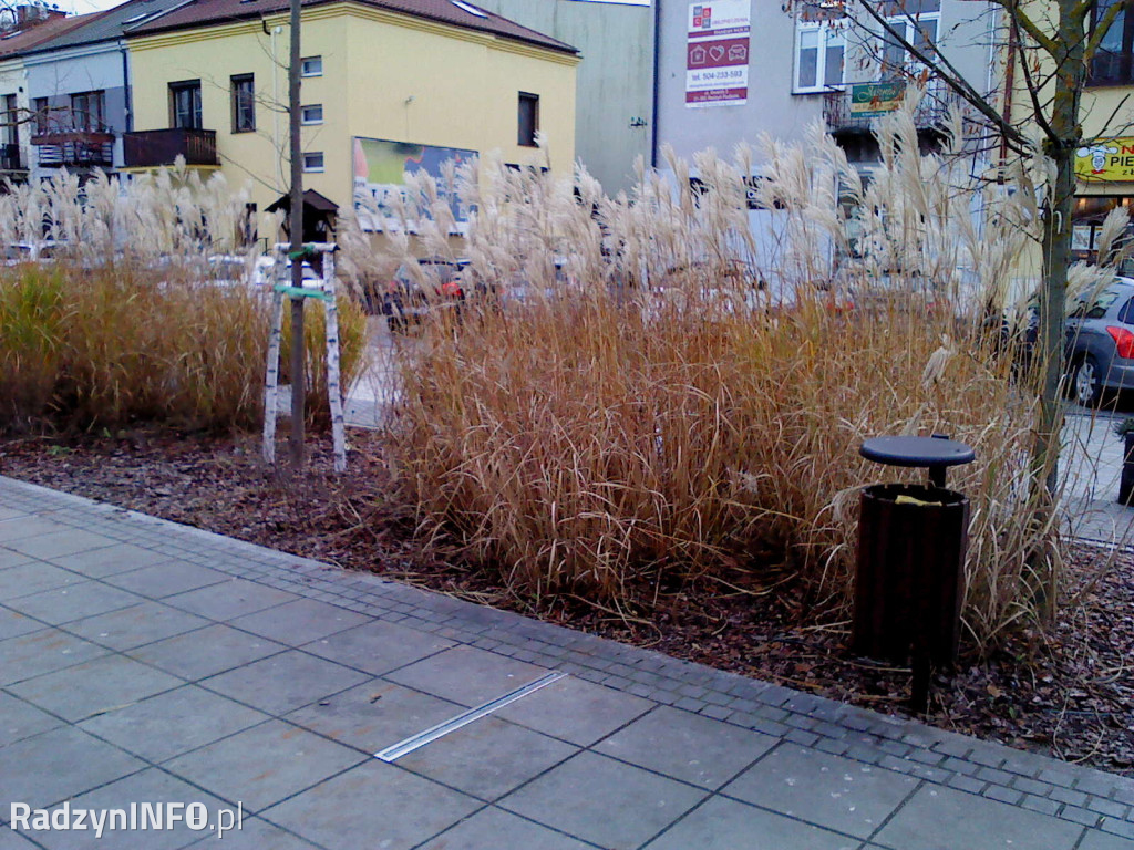 Zeschnięte trawy na Rynku