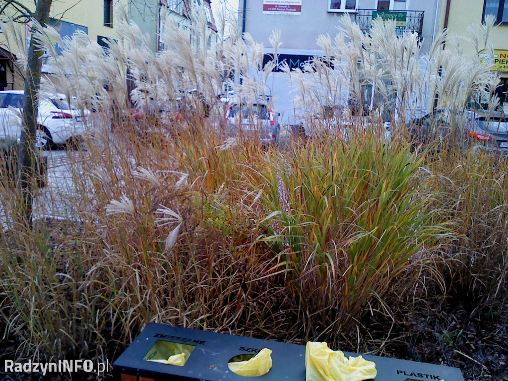 Zeschnięte trawy na Rynku