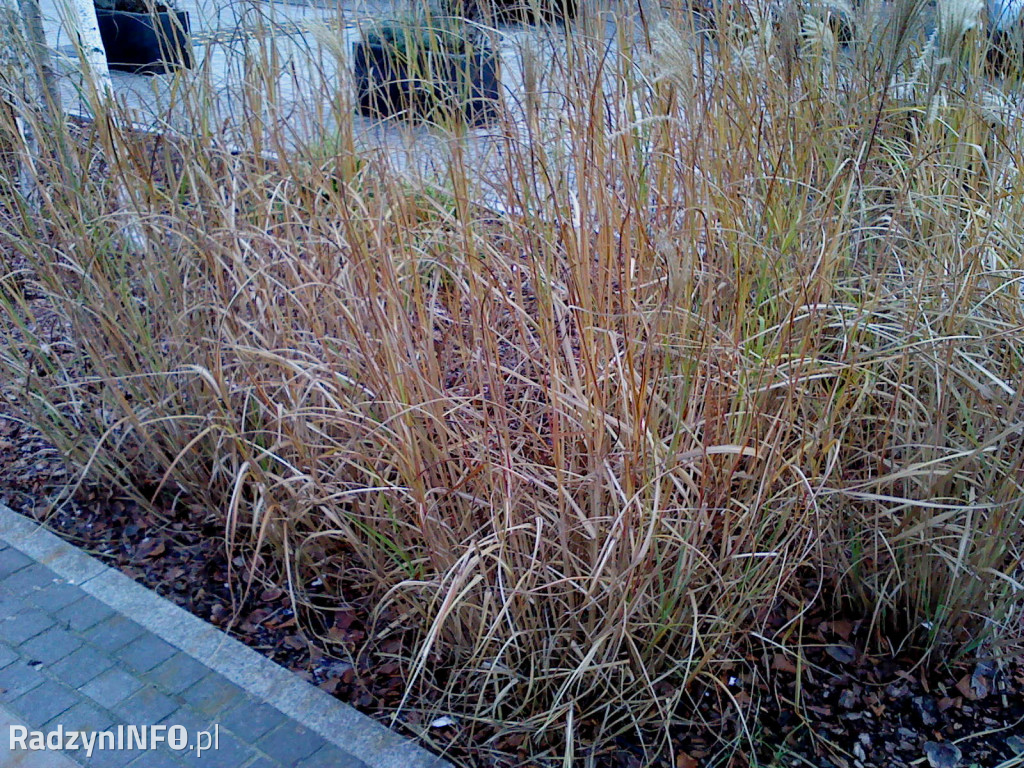 Zeschnięte trawy na Rynku