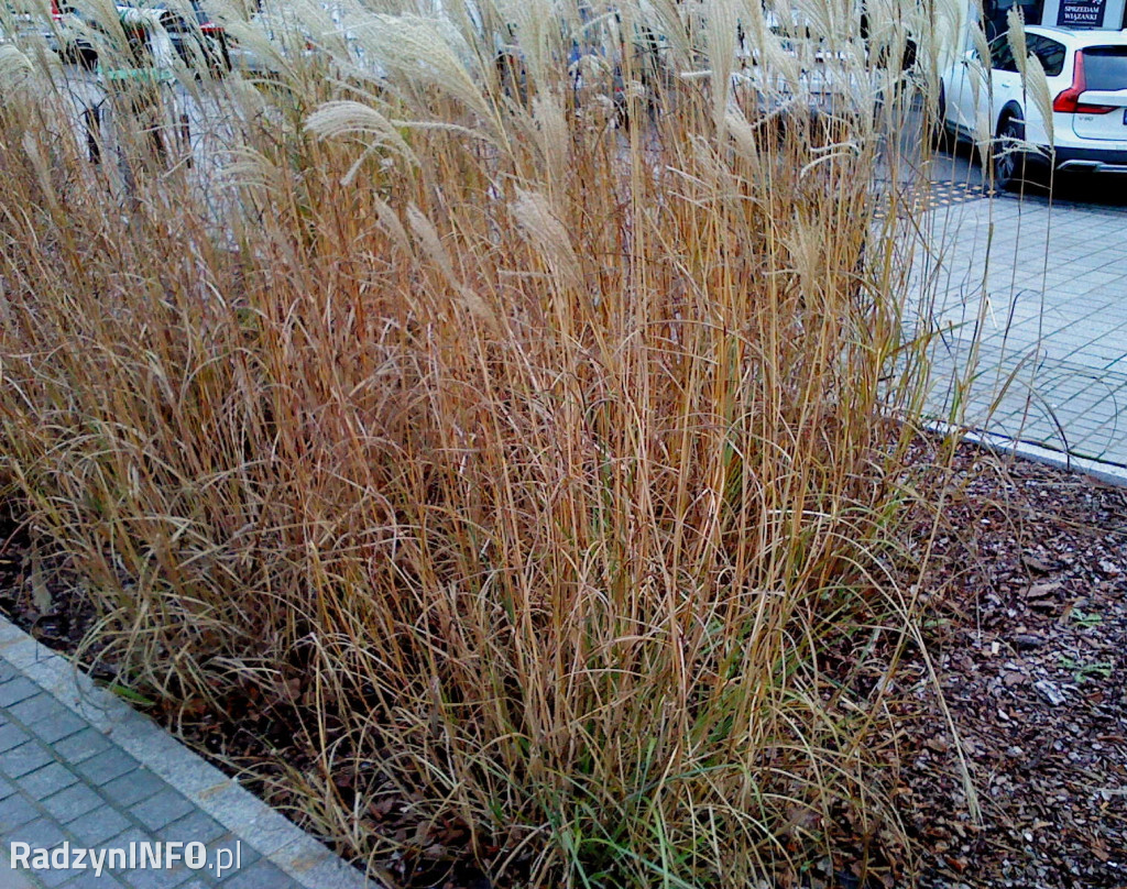 Zeschnięte trawy na Rynku