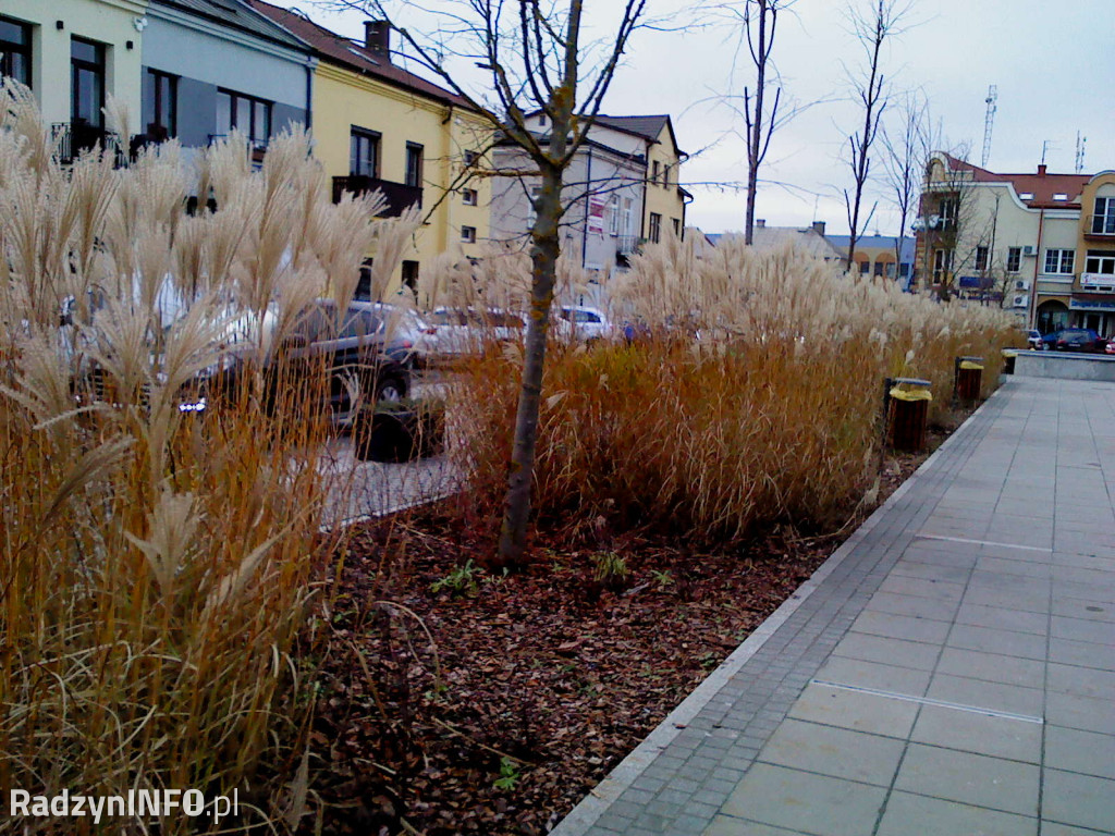 Zeschnięte trawy na Rynku