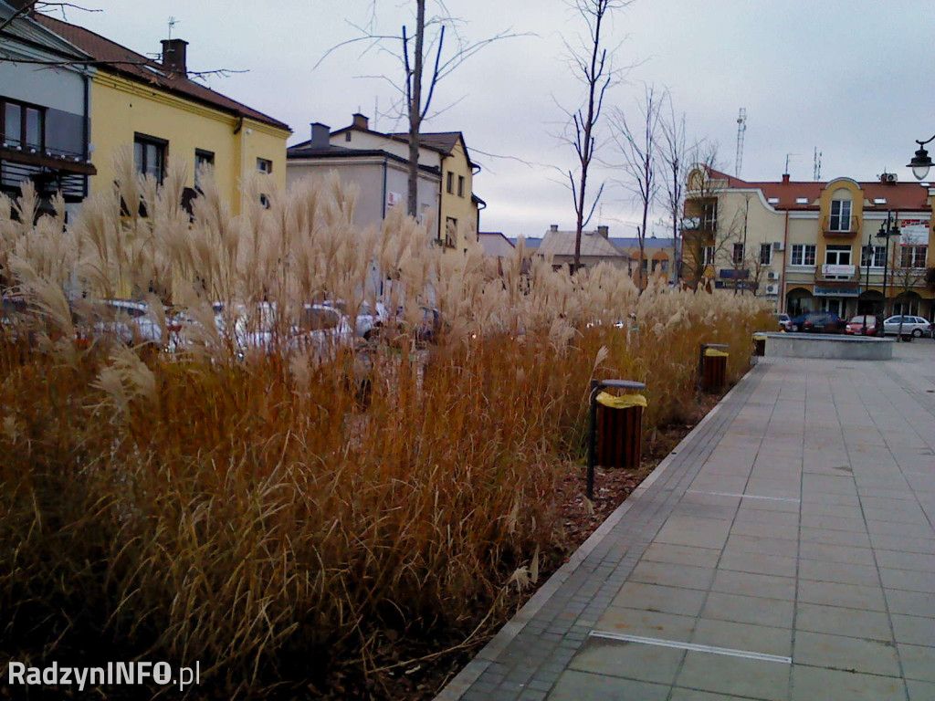 Zeschnięte trawy na Rynku