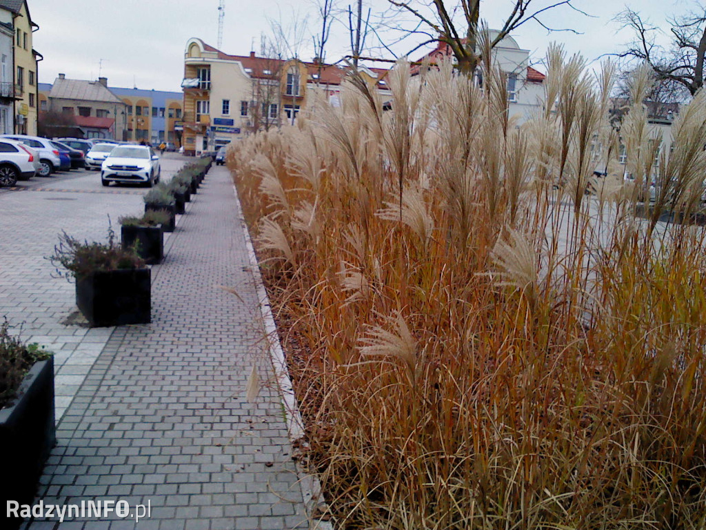 Zeschnięte trawy na Rynku