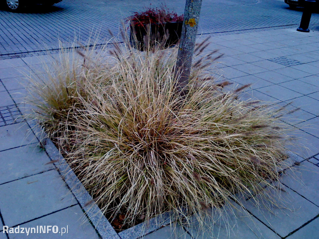 Zeschnięte trawy na Rynku