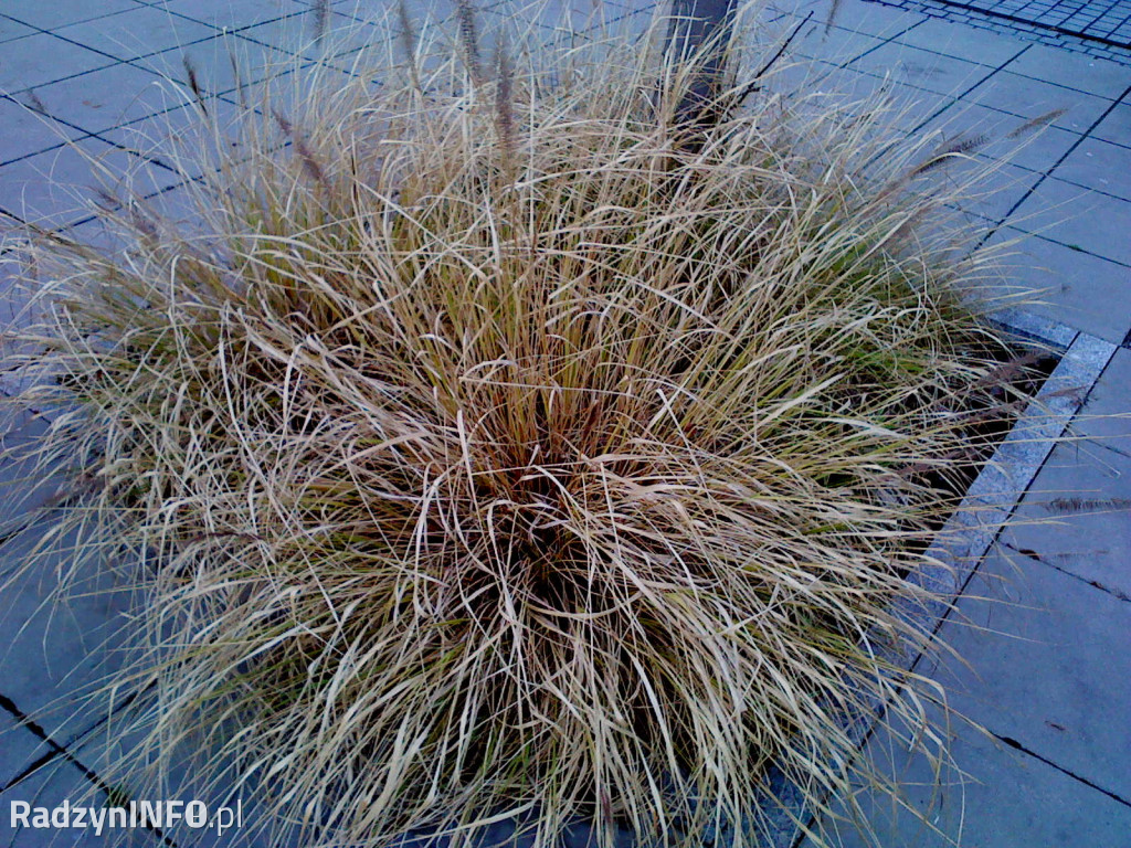 Zeschnięte trawy na Rynku