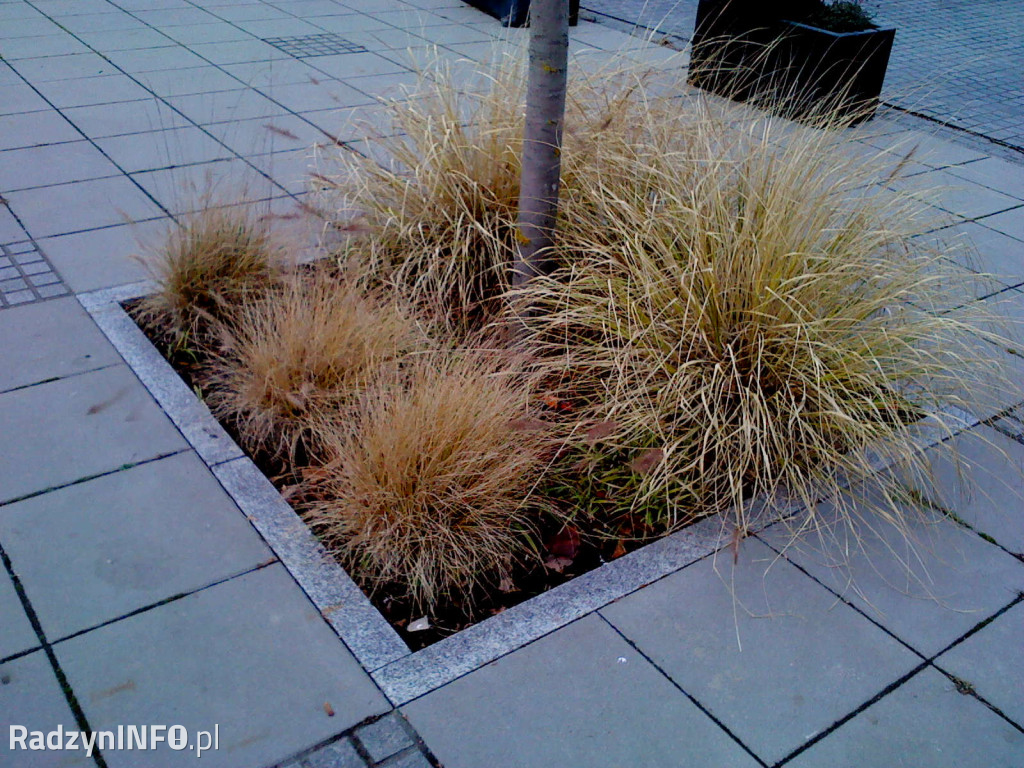 Zeschnięte trawy na Rynku