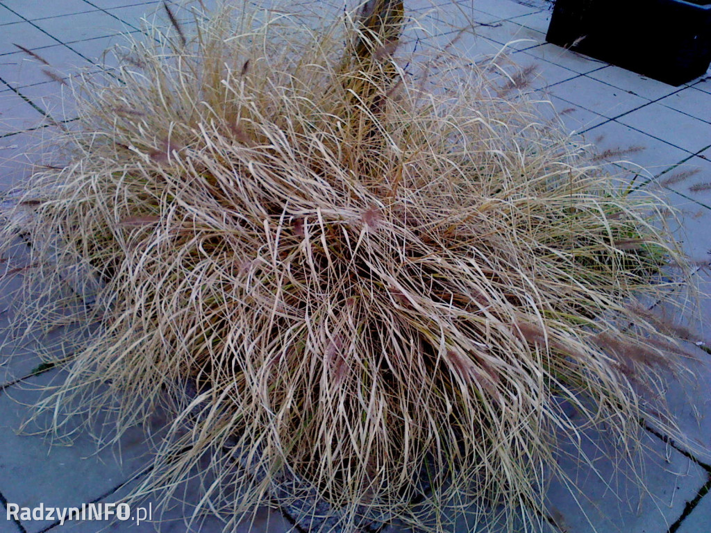 Zeschnięte trawy na Rynku