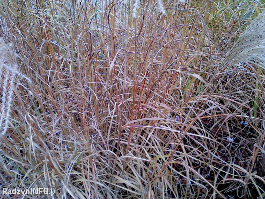 Zeschnięte trawy na Rynku