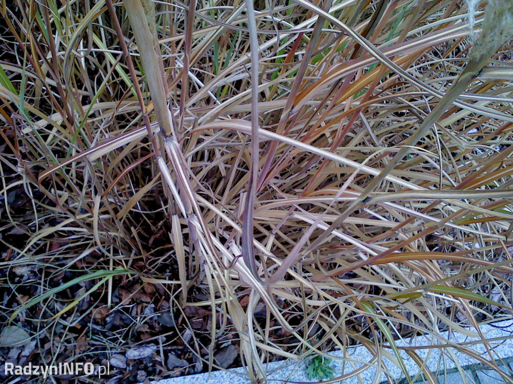 Zeschnięte trawy na Rynku