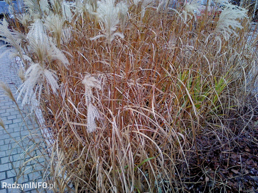 Zeschnięte trawy na Rynku