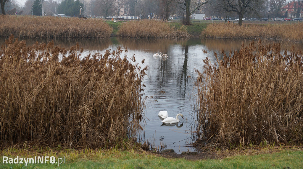 Stawy w Radzyniu