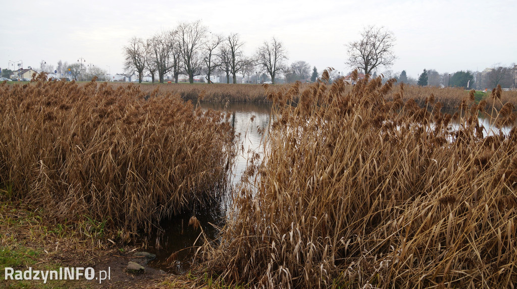 Stawy w Radzyniu