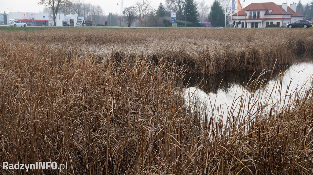 Stawy w Radzyniu