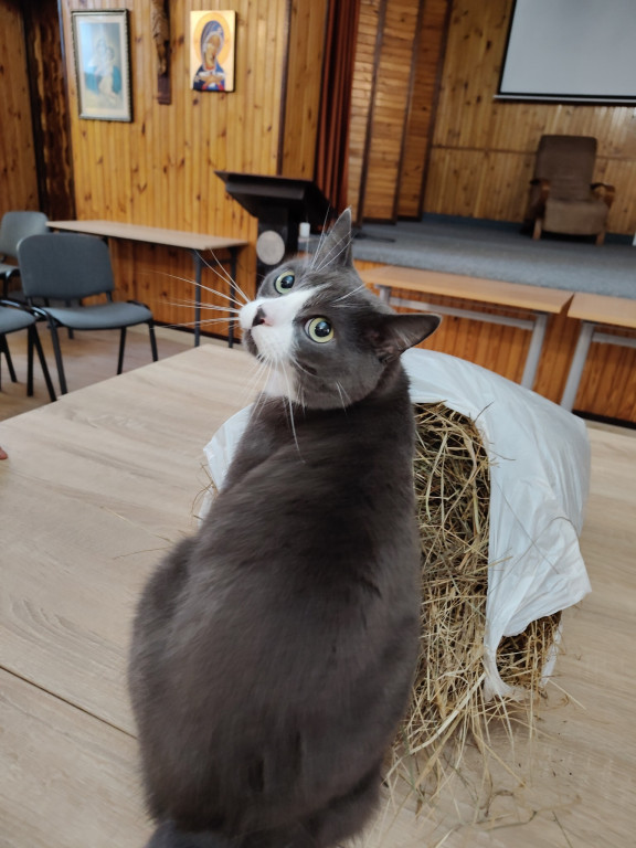 Przygotowywanie siana i pierników przez oazowiczów