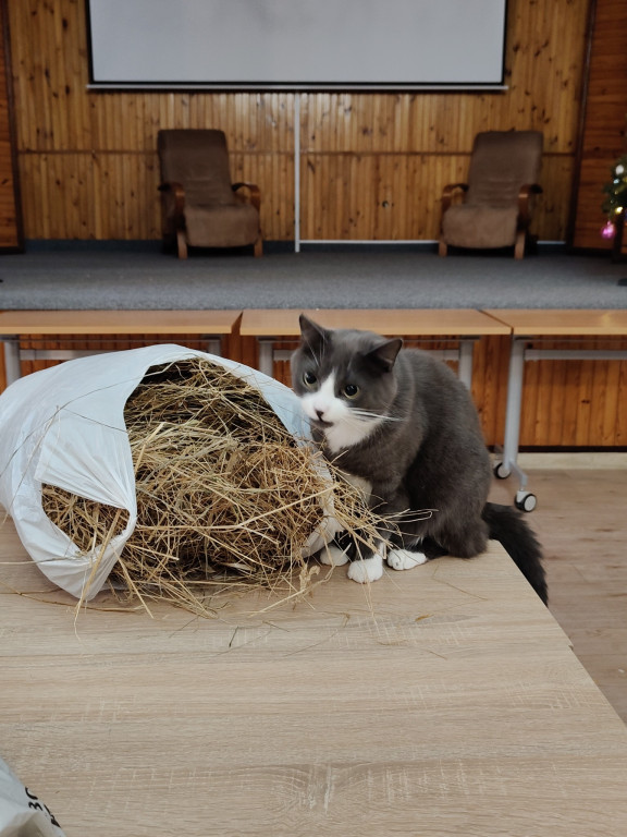 Przygotowywanie siana i pierników przez oazowiczów