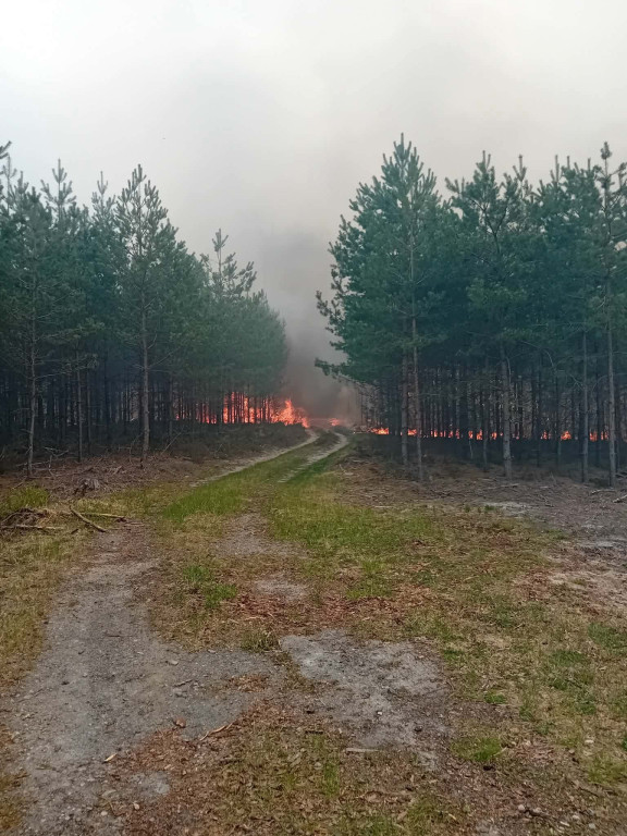 Strażacy z Radzynia w Puszczy Solskiej