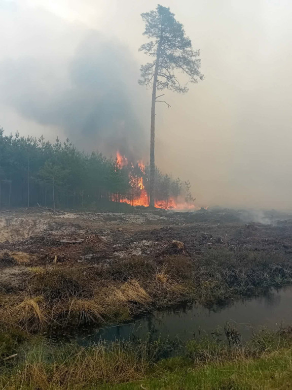 Strażacy z Radzynia w Puszczy Solskiej
