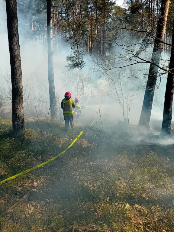 Strażacy z Radzynia w Puszczy Solskiej
