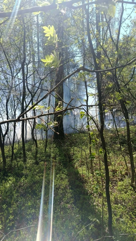 Pożar lasu w Grabowcu