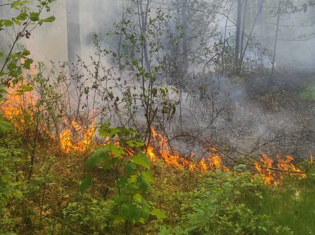 Podpalający lasy w powiecie radzyńskim zatrzymany