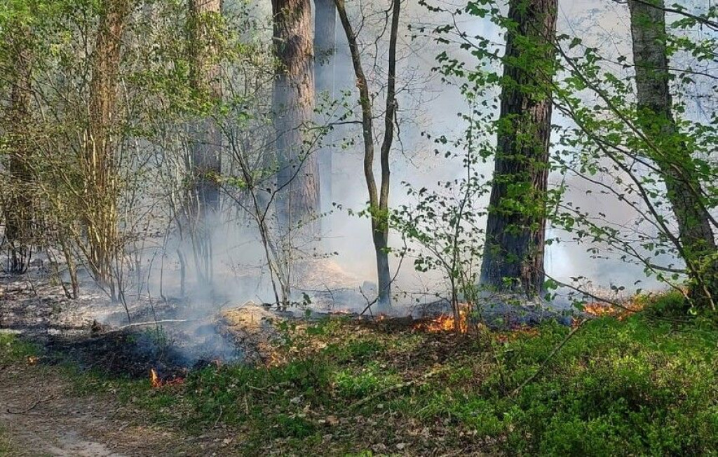Podpalający lasy w powiecie radzyńskim zatrzymany