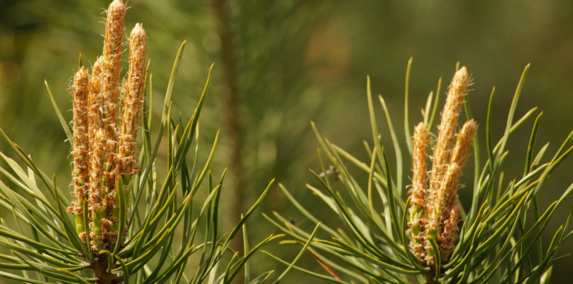 Przepis na syrop z pędów sosny