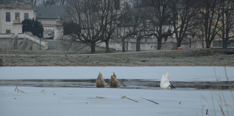 Wypięły się na Pałac