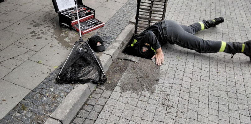 Ratowanie kaczek z kanału burzowego