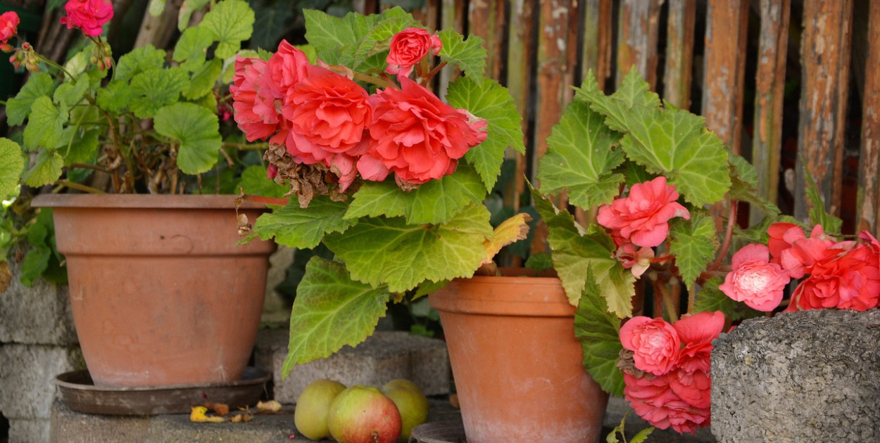 Surfinia Supertunia Vista w ogrodzie