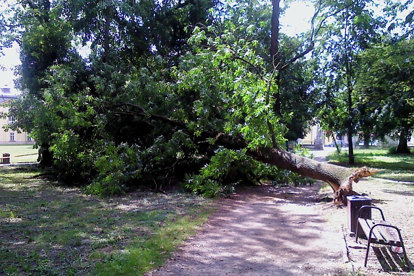 Przewrócone drzewo w parku