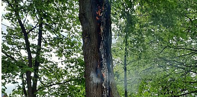 Pożar drzewa przy ul. Nadwitnie w Radzyniu-238282