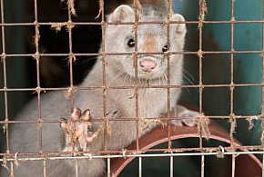 Królik – zwierzę mięsne czy futerkowe? - 246330