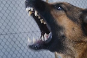 Ataki psów a nowa ustawa - 246575