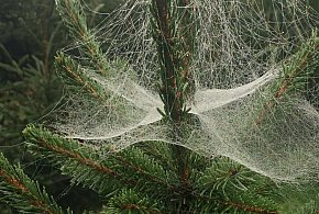 Kupujesz żywą choinkę na święta? Ten szczegół łatwo przeoczyć-247305