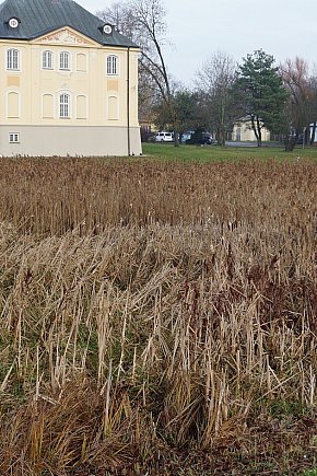 Stawy w Radzyniu-13056