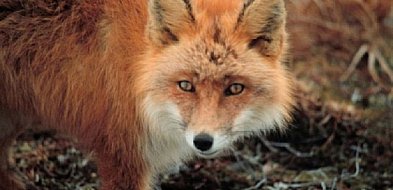 Uwaga! Szczepionki dla lisów!