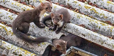 Kuny wracają? Najczęstsze błędy po naprawach izolacji