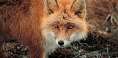 Uwaga! Szczepionki dla lisów!