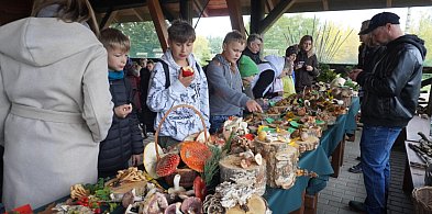 Wystawa grzybów w Nadleśnictwie-246201