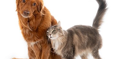 Akcja kastracji i czipowania psów i kotów w Radzyniu