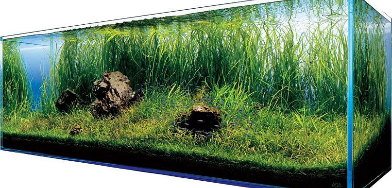 Sklep akwarystyczny online – najlepsze miejsce na zakupy