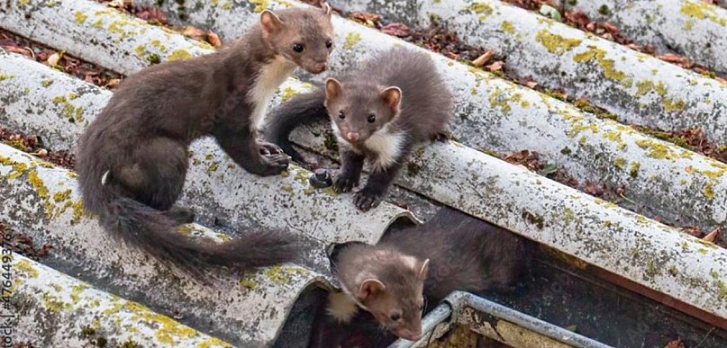 Kuny wracają? Najczęstsze błędy po naprawach izolacji