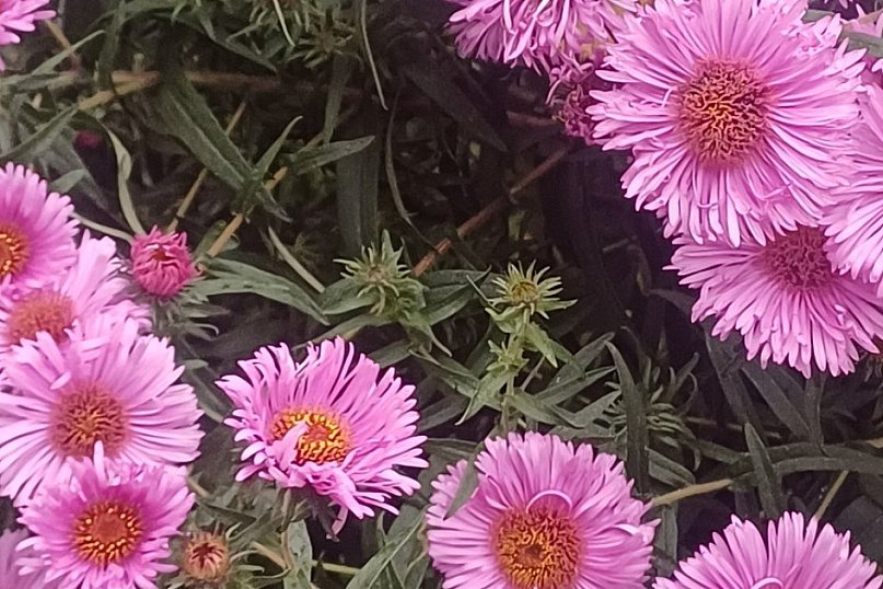 Barwy jesieni w ogrodzie