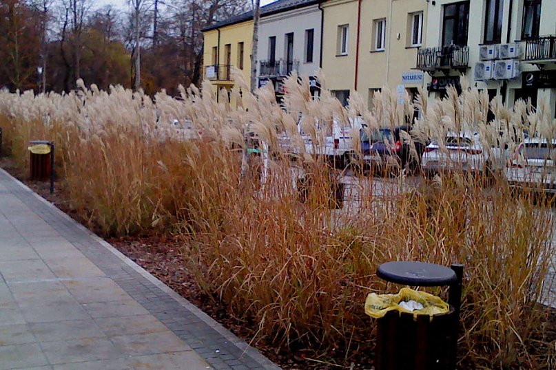 Zeschnięte trawy na Rynku