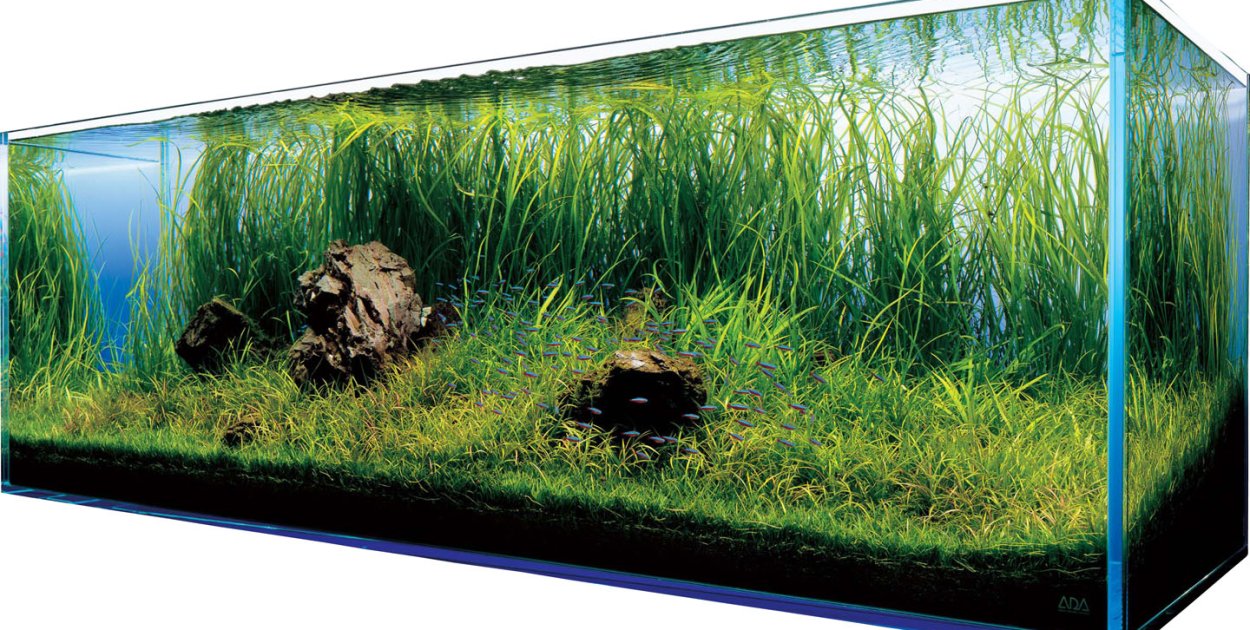 Sklep akwarystyczny online – najlepsze miejsce na zakupy